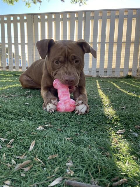 picture of the dog needing adoption
