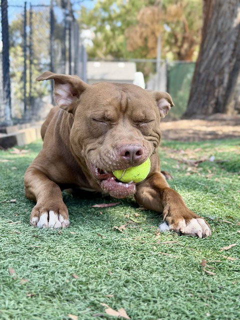*COOPER, an adoptable Pit Bull Terrier in Fremont, CA