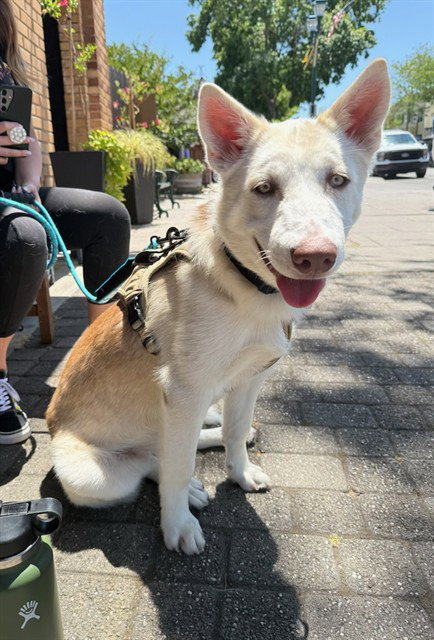 picture of the dog needing adoption