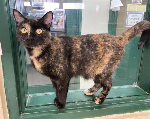 picture of the cat needing adoption