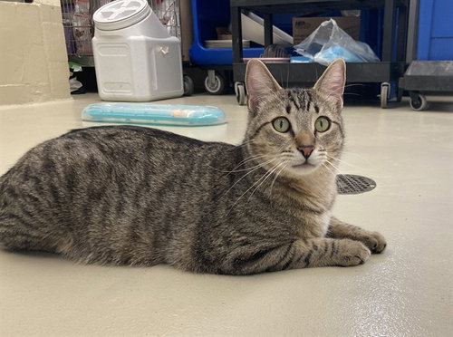 picture of the cat needing adoption