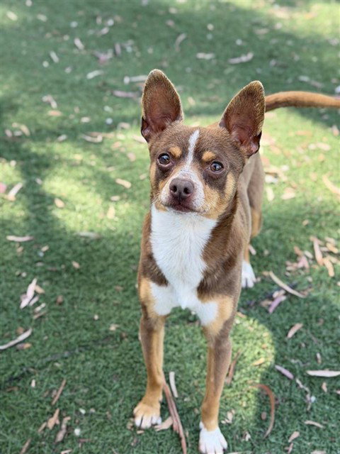 picture of the dog needing adoption