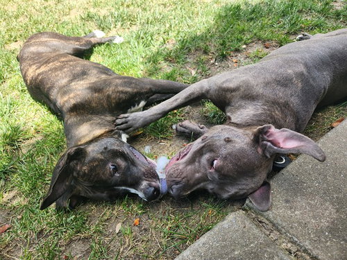 ROXY, an adoptable Pit Bull Terrier in Fremont, CA
