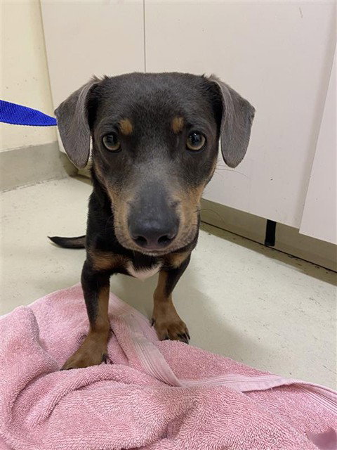 picture of the dog needing adoption