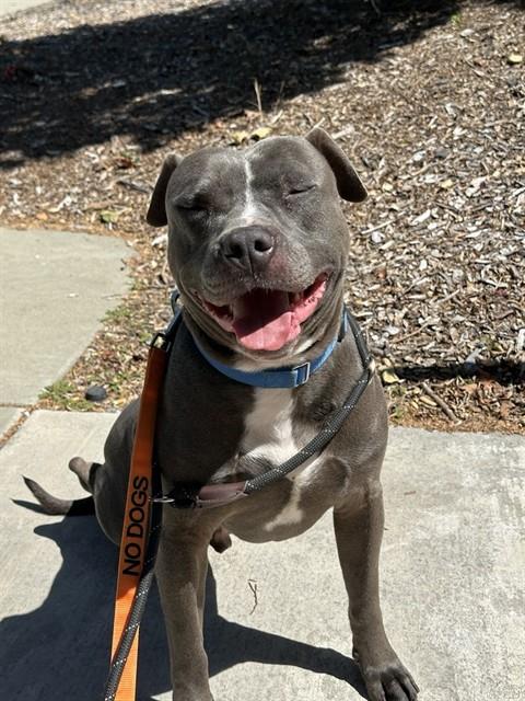*GROVER, an adoptable Pit Bull Terrier in Fremont, CA