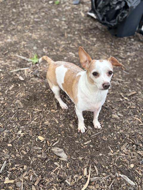 *CHURRO, an adoptable Chihuahua in Fremont, CA