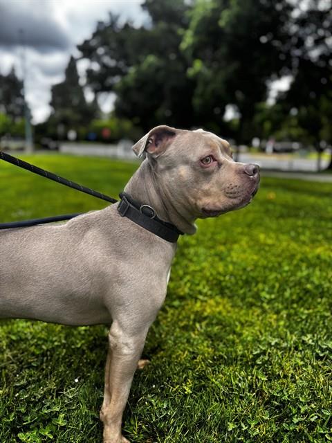 ENZO, an adoptable Pit Bull Terrier in Fremont, CA
