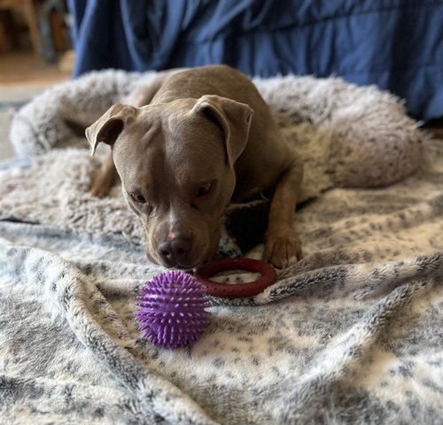 ENZO, an adoptable Pit Bull Terrier in Fremont, CA