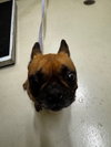 HARLEY - Photo 1