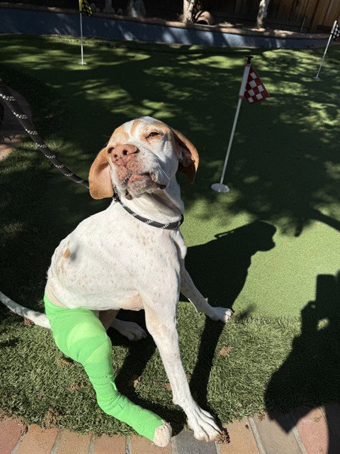 *AUTUMN, an adoptable English Pointer in Fremont, CA