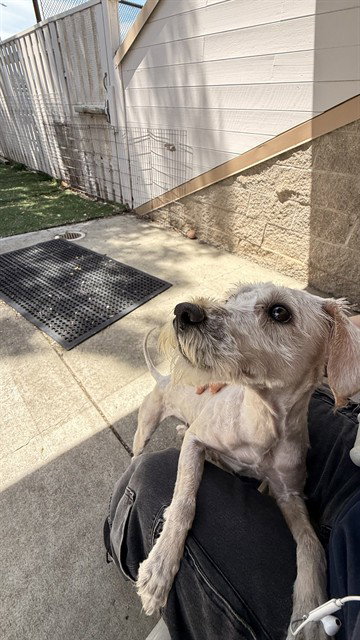 IVORY, an adoptable Poodle in Fremont, CA