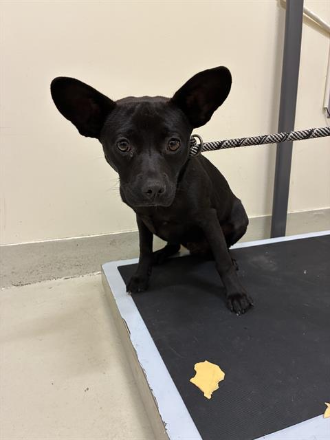 A198162, an adoptable Chihuahua in Fremont, CA