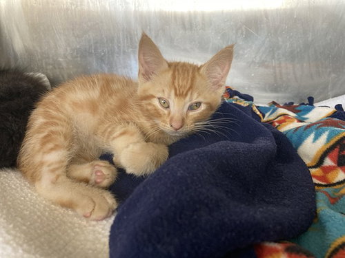 BLAZE - Domestic Medium Hair for adoption in Fremont