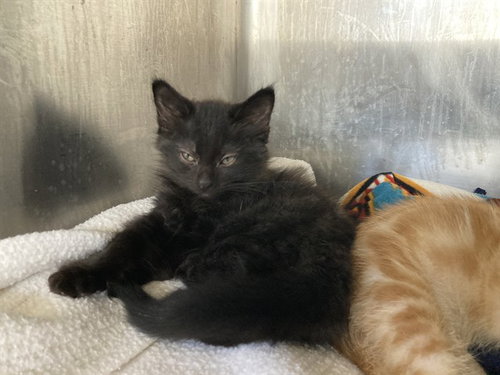 EMBER - Domestic Medium Hair for adoption in Fremont