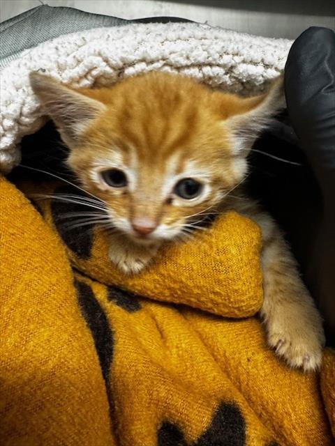CHIP, Baby Domestic Short Hair (medium coat), cat for adoption in San Rafael, California