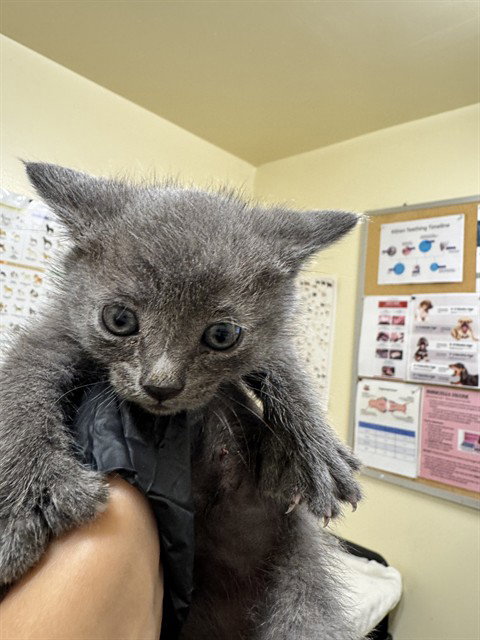 MR. PAWESOME, Baby Domestic Short Hair (medium coat), cat for adoption in San Rafael, California