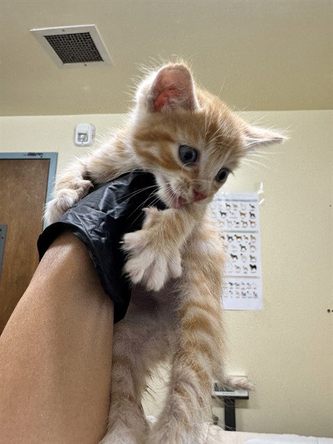 ROARY, Baby Domestic Short Hair (medium coat), cat for adoption in San Rafael, California