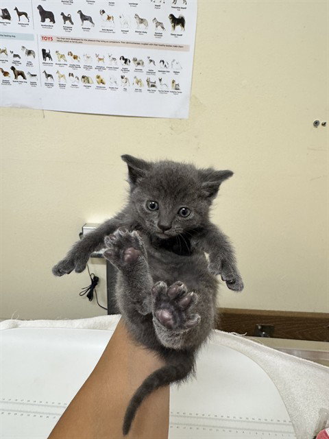 MR. PURRFECT, Baby Domestic Medium Hair (medium coat), cat for adoption in San Rafael, California