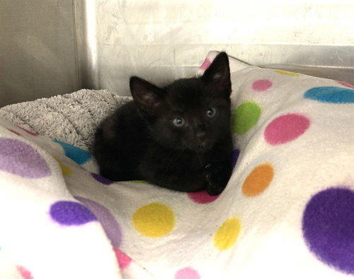 YETI - Domestic Short Hair for adoption in Fremont
