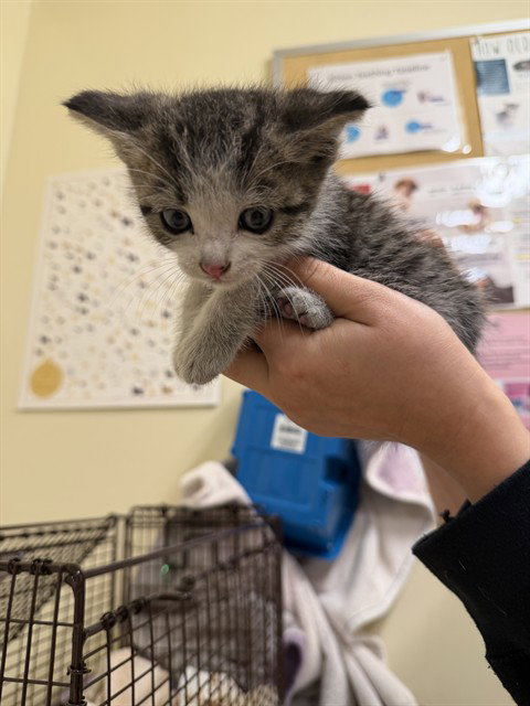 MOCHA, Baby Domestic Short Hair (medium coat), cat for adoption in San Rafael, California