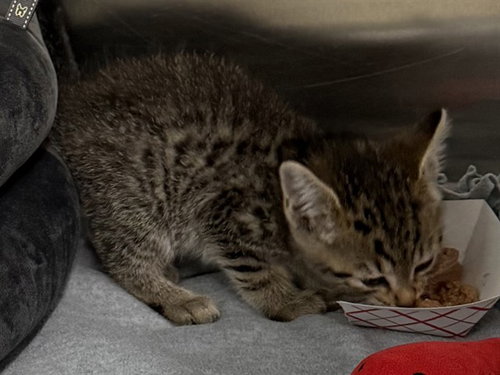 COCOA, Baby Domestic Short Hair (medium coat), cat for adoption in San Rafael, California