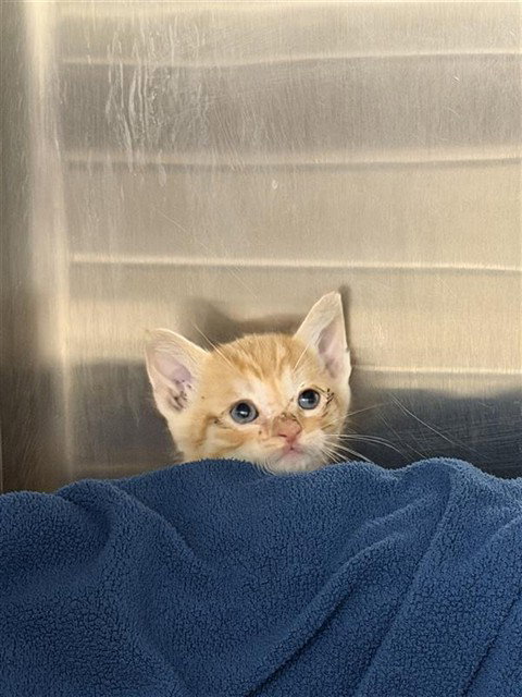 SIMBA, Baby Domestic Short Hair (medium coat), cat for adoption in San Rafael, California