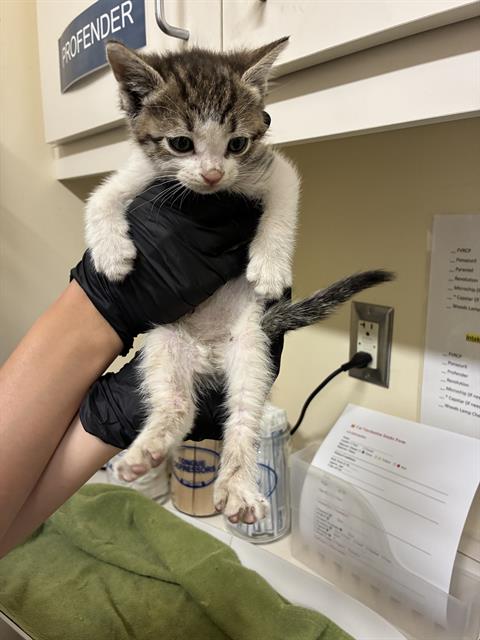 ERIN, Baby Domestic Short Hair (medium coat), cat for adoption in San Rafael, California