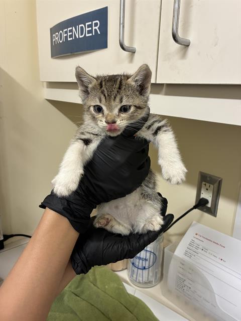 CLARE, Baby Domestic Short Hair (medium coat), cat for adoption in San Rafael, California