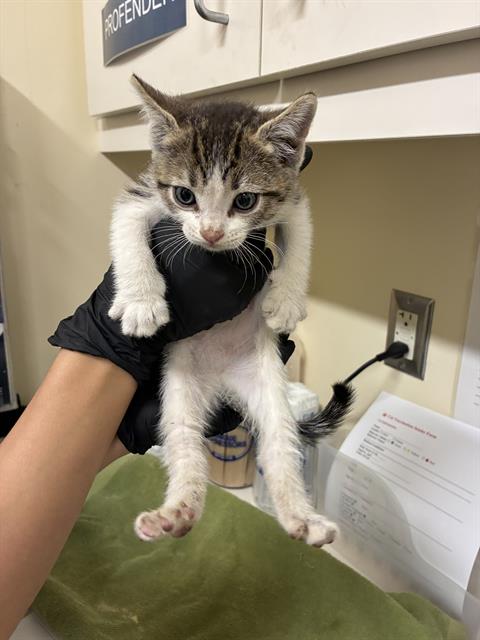 MICHELLE, Baby Domestic Short Hair (medium coat), cat for adoption in San Rafael, California