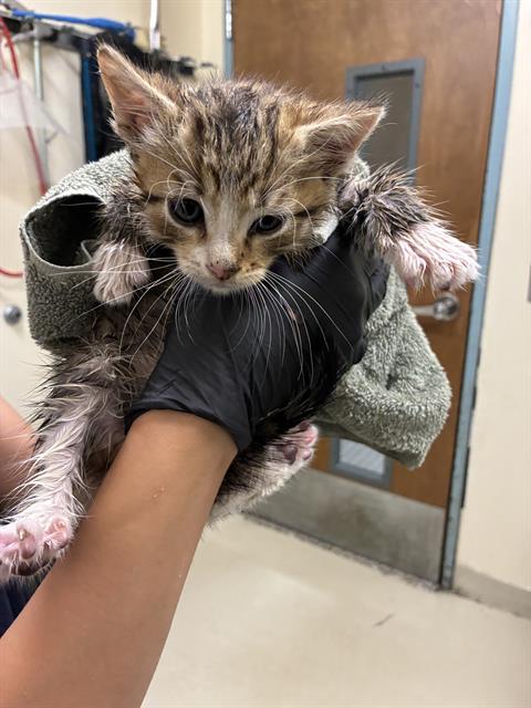 JAMES, Baby Domestic Short Hair (medium coat), cat for adoption in San Rafael, California