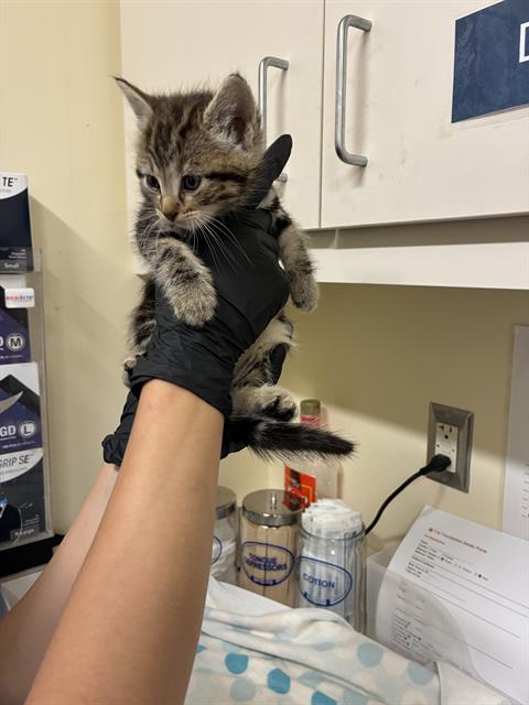 ORLA, Baby Domestic Short Hair (medium coat), cat for adoption in San Rafael, California