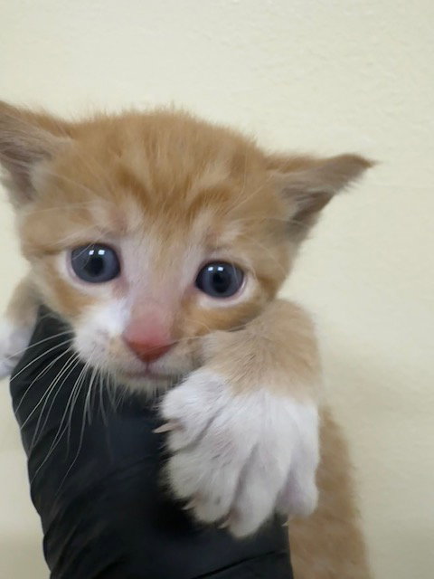 GARFIELD, Baby Domestic Short Hair (medium coat), cat for adoption in San Rafael, California