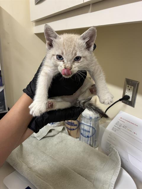 A198253, Baby Domestic Short Hair (medium coat), cat for adoption in San Rafael, California