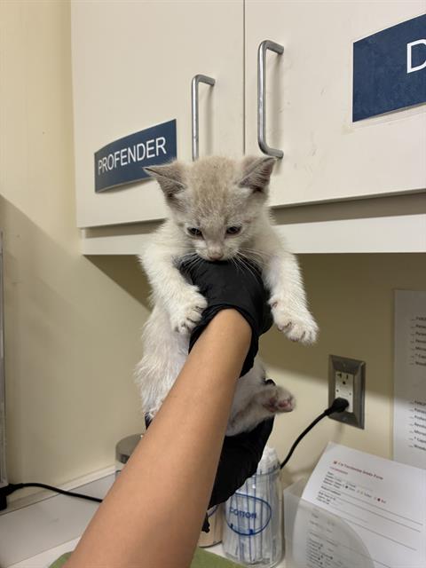 A198256, Baby Domestic Short Hair (medium coat), cat for adoption in San Rafael, California