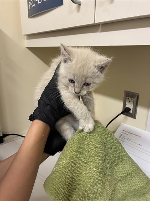 A198258, Baby Domestic Short Hair (medium coat), cat for adoption in San Rafael, California
