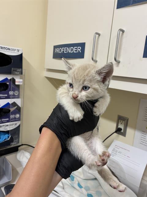 A198260, Baby Domestic Short Hair (medium coat), cat for adoption in San Rafael, California