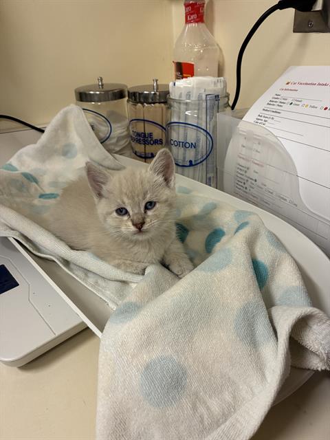 A198262, Baby Domestic Short Hair (medium coat), cat for adoption in San Rafael, California