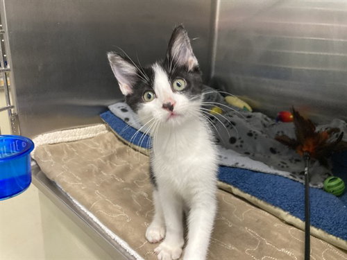 SHEREE, Baby Domestic Short Hair (medium coat), cat for adoption in San Bruno, California