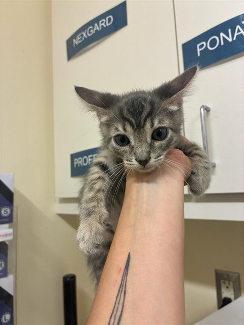 COMET, Baby Domestic Short Hair (medium coat), cat for adoption in Hayward, California
