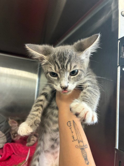 NOVA, Baby Domestic Short Hair (medium coat), cat for adoption in Hayward, California
