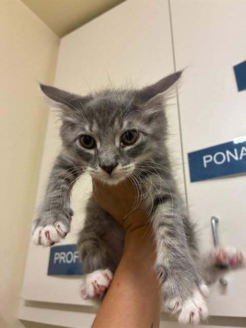 ORBIT, Baby Domestic Short Hair (medium coat), cat for adoption in Hayward, California