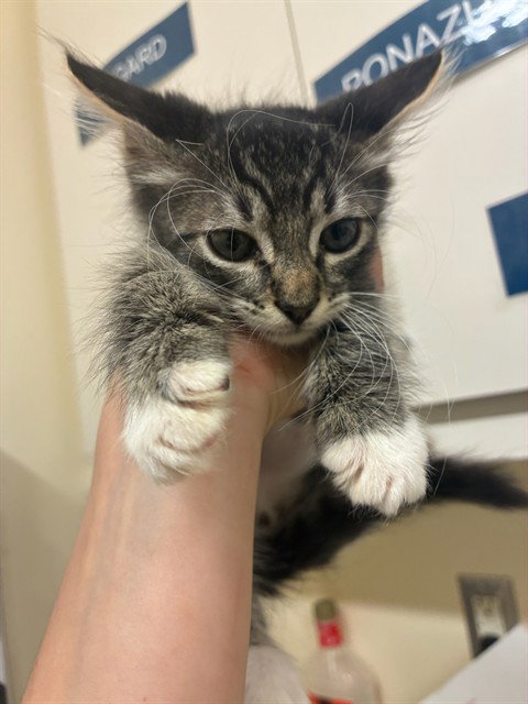 COSMO, Baby Domestic Short Hair (medium coat), cat for adoption in Hayward, California