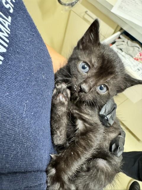 LADY PAW PAW
