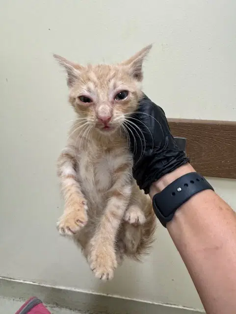 Unknown - Domestic Short Hair