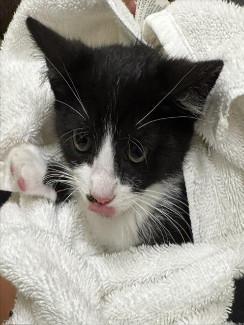 HAPPY CAT