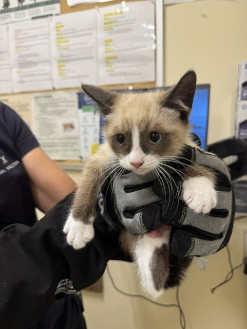 GRUMPY CAT