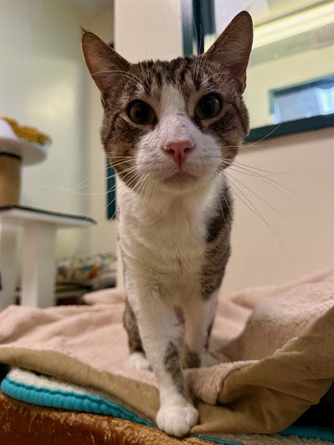 CLYDE, Adult Domestic Short Hair (medium coat), cat for adoption in Hayward, California