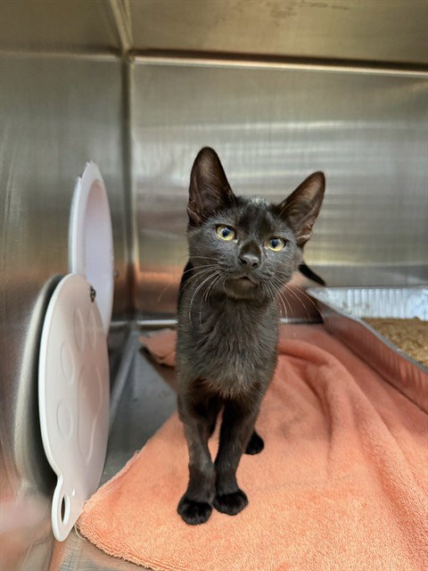 BEAN, Baby Domestic Short Hair (medium coat), cat for adoption in Hayward, California