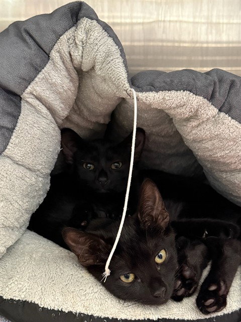 SPROUT, Baby Domestic Short Hair (medium coat), cat for adoption in Hayward, California