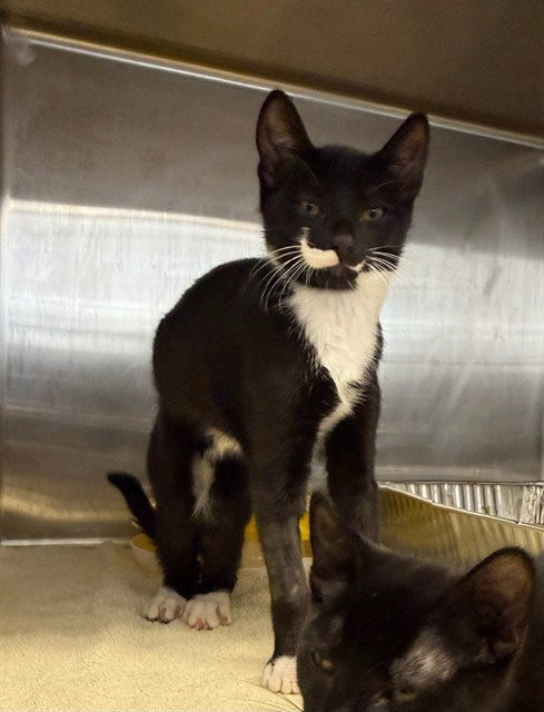 BONSAI, Baby Domestic Short Hair (medium coat), cat for adoption in Hayward, California